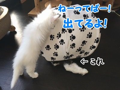 みんな (83)