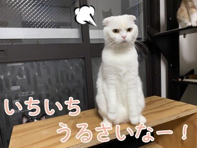 ひめ209