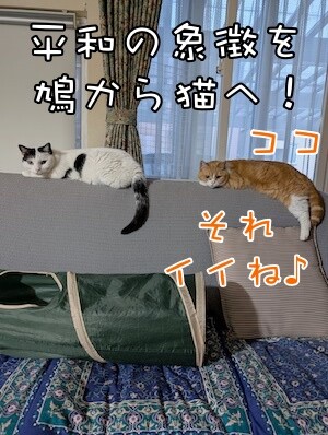 ココナッツ194