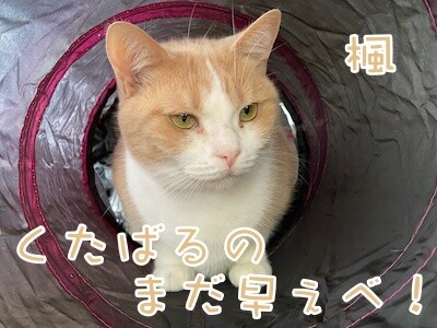 楓1251