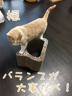楓259