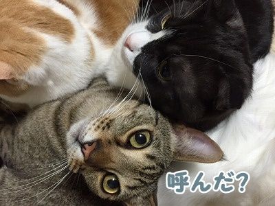 みんな (62)