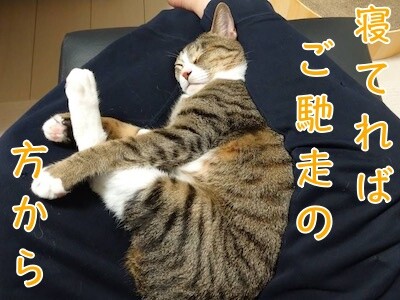 魚卵277
