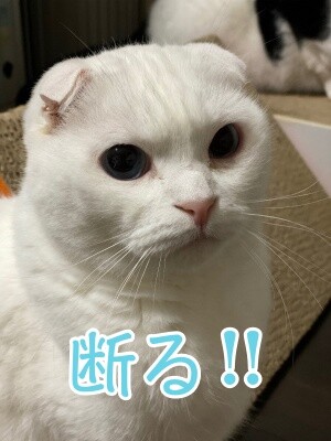 殿845