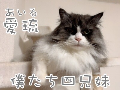 るひあ88