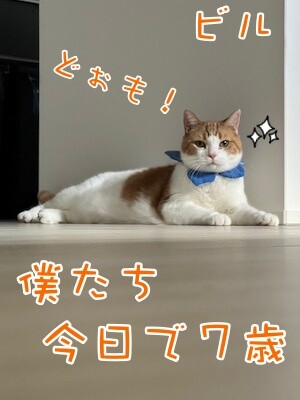 ベルビル207
