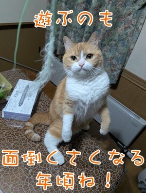 ココナッツ71