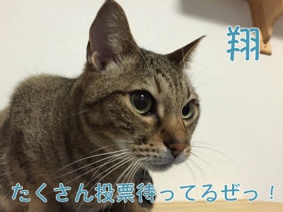 翔13