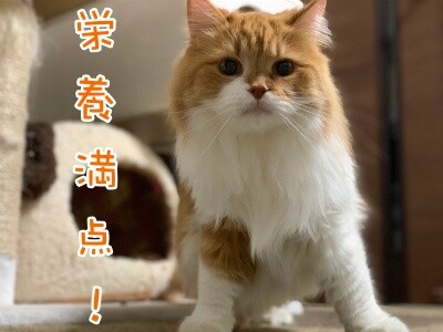 るひあ86