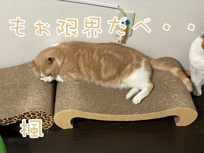 楓1171