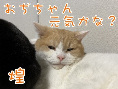 煌161