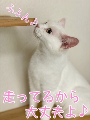 せい4