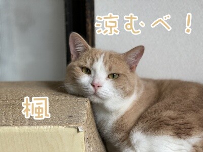 楓687