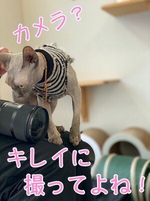 ハゲ族20