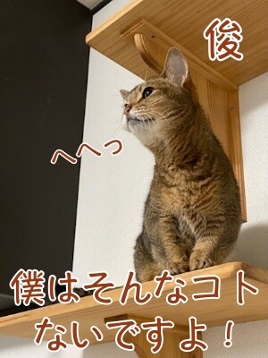 俊506