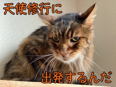 力22
