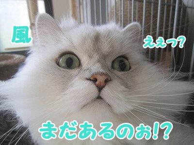 風