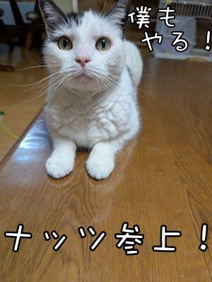 ココナッツ195