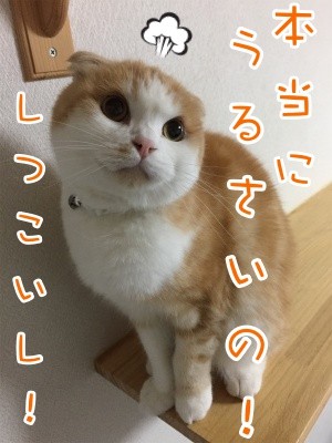 珠若289