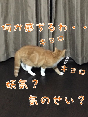 ココナッツ35
