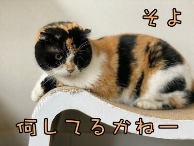 そよ318