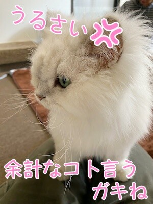 らん37