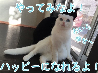 殿156