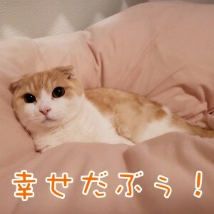 凌50