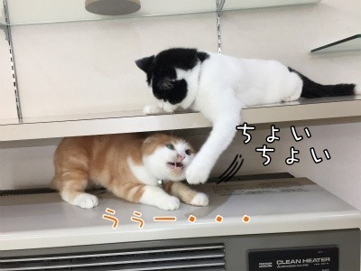 珠若142
