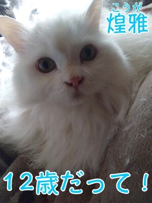 こここ31