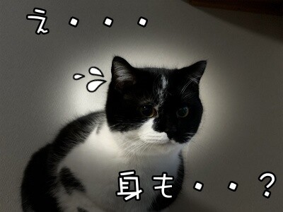 茶牛156