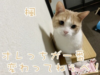 楓865
