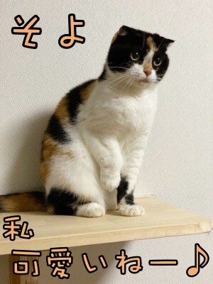 そよ235