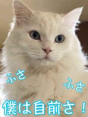 てん13