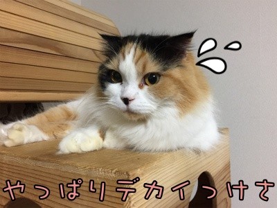 さよ38