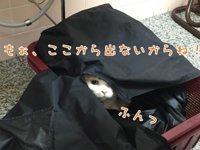 珠若99
