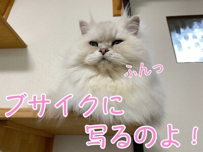 らん235