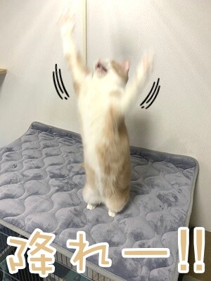 楓123