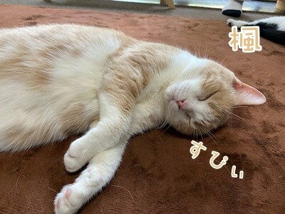 楓353