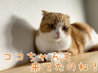 ベルビル113