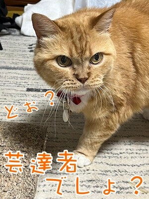 きなこ71
