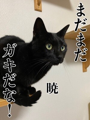 暁88