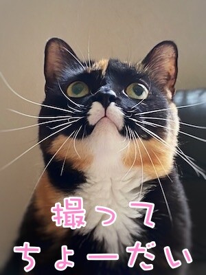 茶牛317