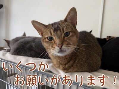 俊333