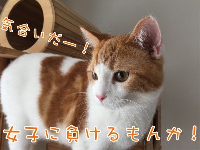ベルビル32