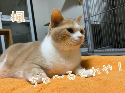 楓369