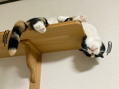 そよ55