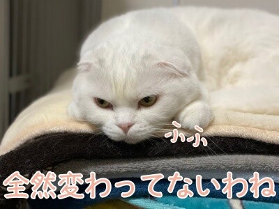 ひめ262
