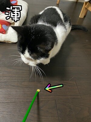 渾31