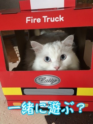 てん4